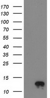 DNAJA2 Antibody