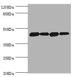 DNAJA2 Antibody