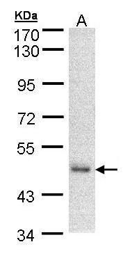 FAN Rabbit Polyclonal Antibody