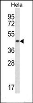 DNAJA3 antibody