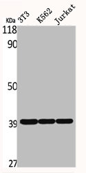 DNAJB11 antibody