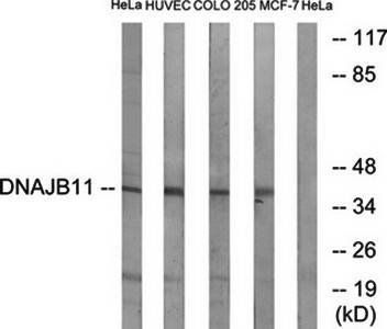 DNAJB11 antibody