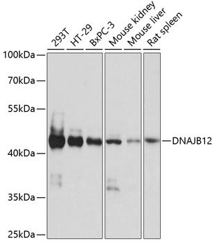 DNAJB12 antibody