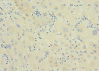 DNAJB14 Antibody