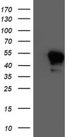 DNAJB2 Antibody