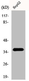 DNAJB4 Antibody