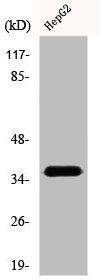 DNAJB4 antibody