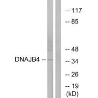 DNAJB4 antibody