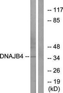 DNAJB4 antibody