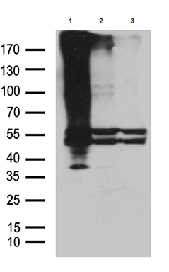 DNAJB5 Antibody