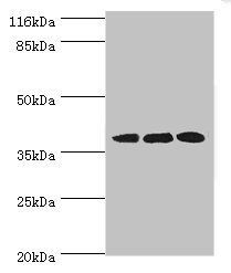 DNAJB5 antibody