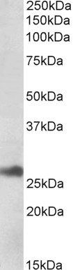 Goat anti-DNAJB9 (aa61-75) Antibody
