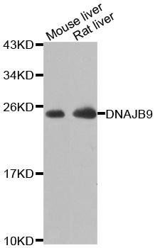 DNAJB9 antibody