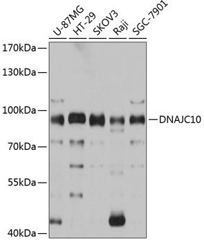 DNAJC10 antibody