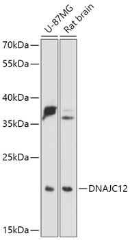 DNAJC12 antibody