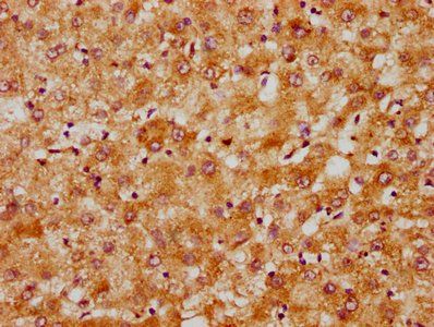 DNAJC15 Antibody