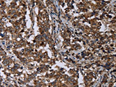 DNAJC15 antibody