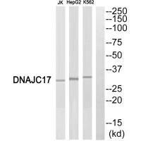 DNAJC17 antibody