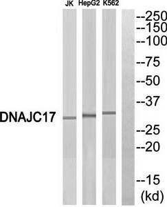 DNAJC17 antibody