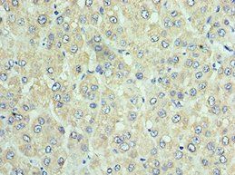 DNAJC2 Antibody