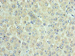 DNAJC2 antibody