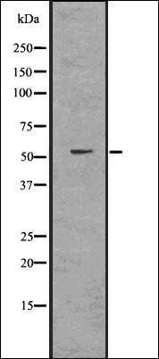 DNAJC3 antibody