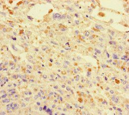 DNAJC3 Antibody