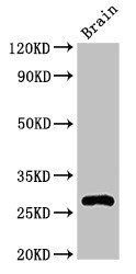 DNAJC4 Antibody