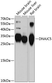 DNAJC5 antibody