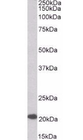 Goat anti-Dnajc5 Antibody