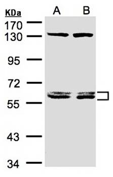 DNAJC7 antibody