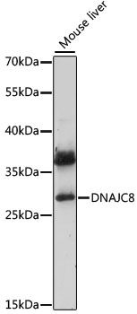 DNAJC8 antibody