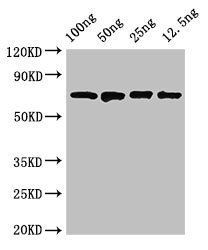 dnaK antibody
