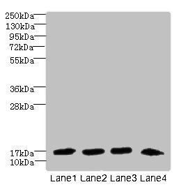DNAL4 Antibody