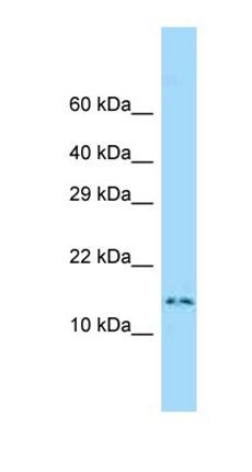 Dnal4 antibody