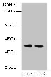 DNALI1 antibody