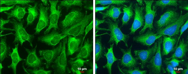 DNase I antibody