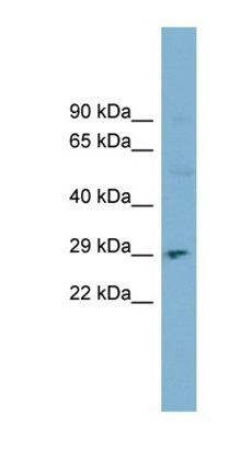 DNASE1 antibody