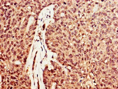 DNASE1 Antibody