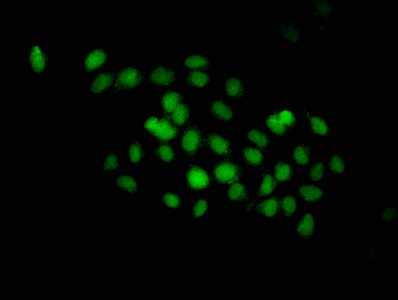 DND1 antibody