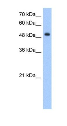 DNER antibody