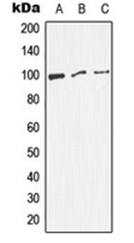DNM1 (phospho-S774) antibody
