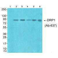DNM1L (Ab-637) antibody