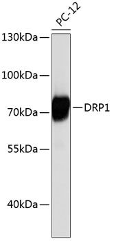 DNM1L antibody