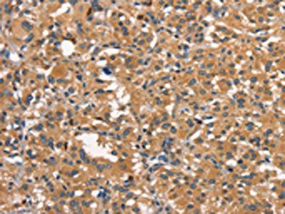 DNM2 Antibody