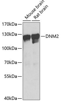 DNM2 antibody