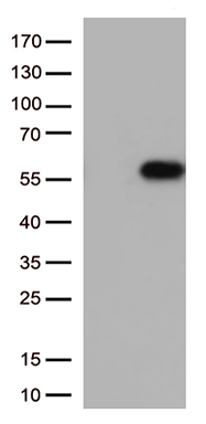 Dnmt2 (TRDMT1) antibody
