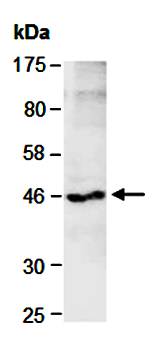 DNMT2 antibody
