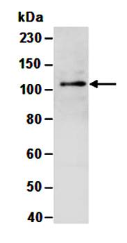 DNMT3A antibody