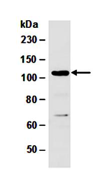 DNMT3A (N) Antibody, Rabbit Polyclonal